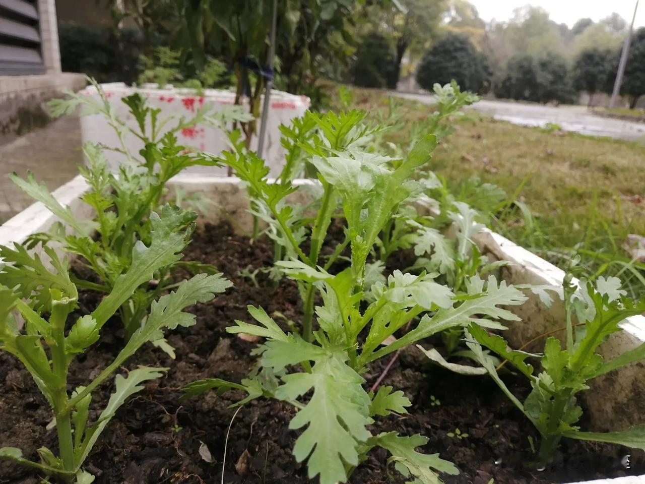 一张图记录我的2024茼蒿节节高，寓意什么呢？