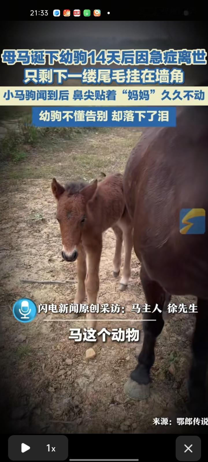 1月11日，四川成都。母马诞下幼驹14天后因急性肠梗阻离世，只剩下一缕尾毛挂在墙