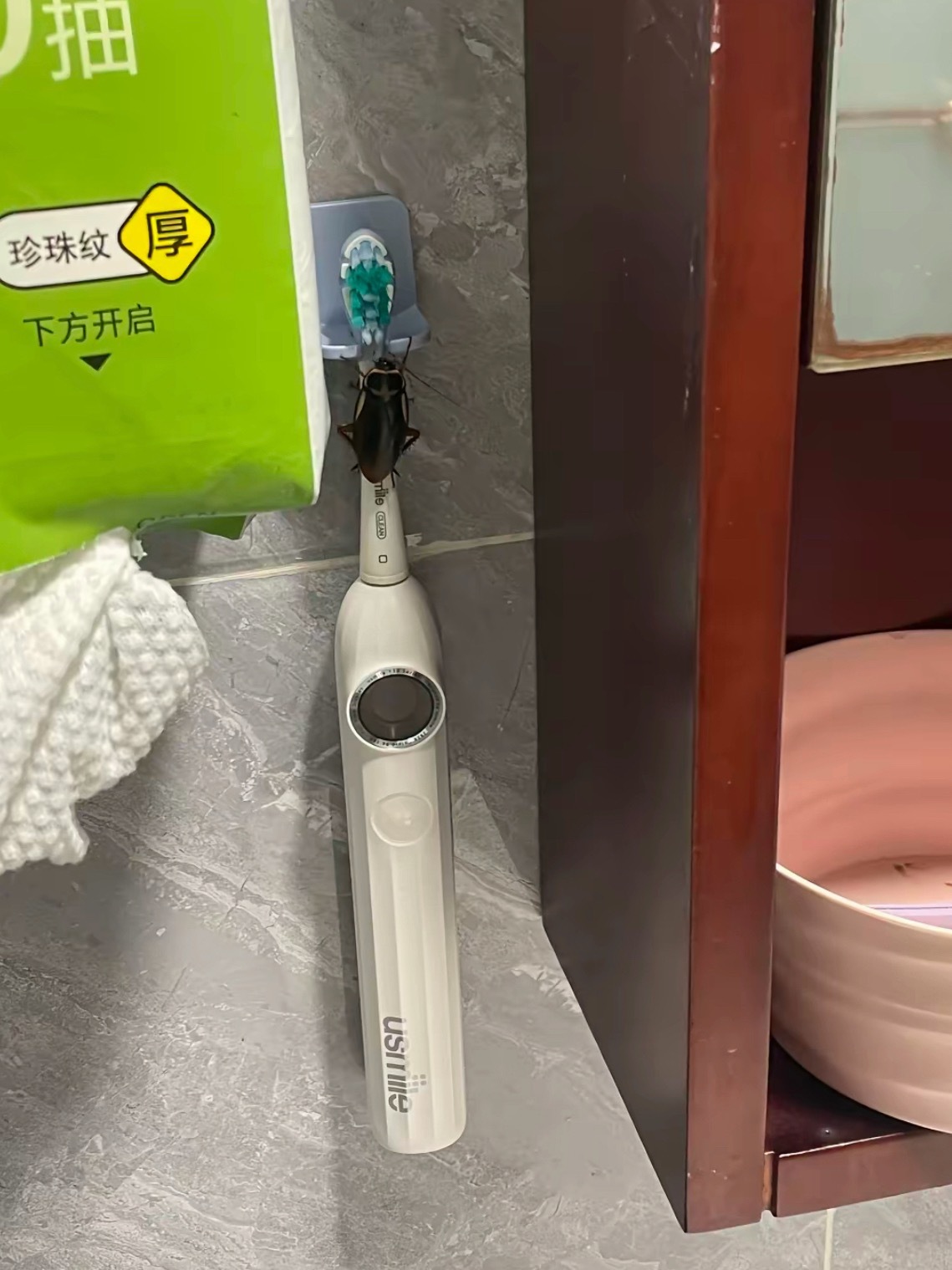 蟑螂只是想刷牙，它有什么错