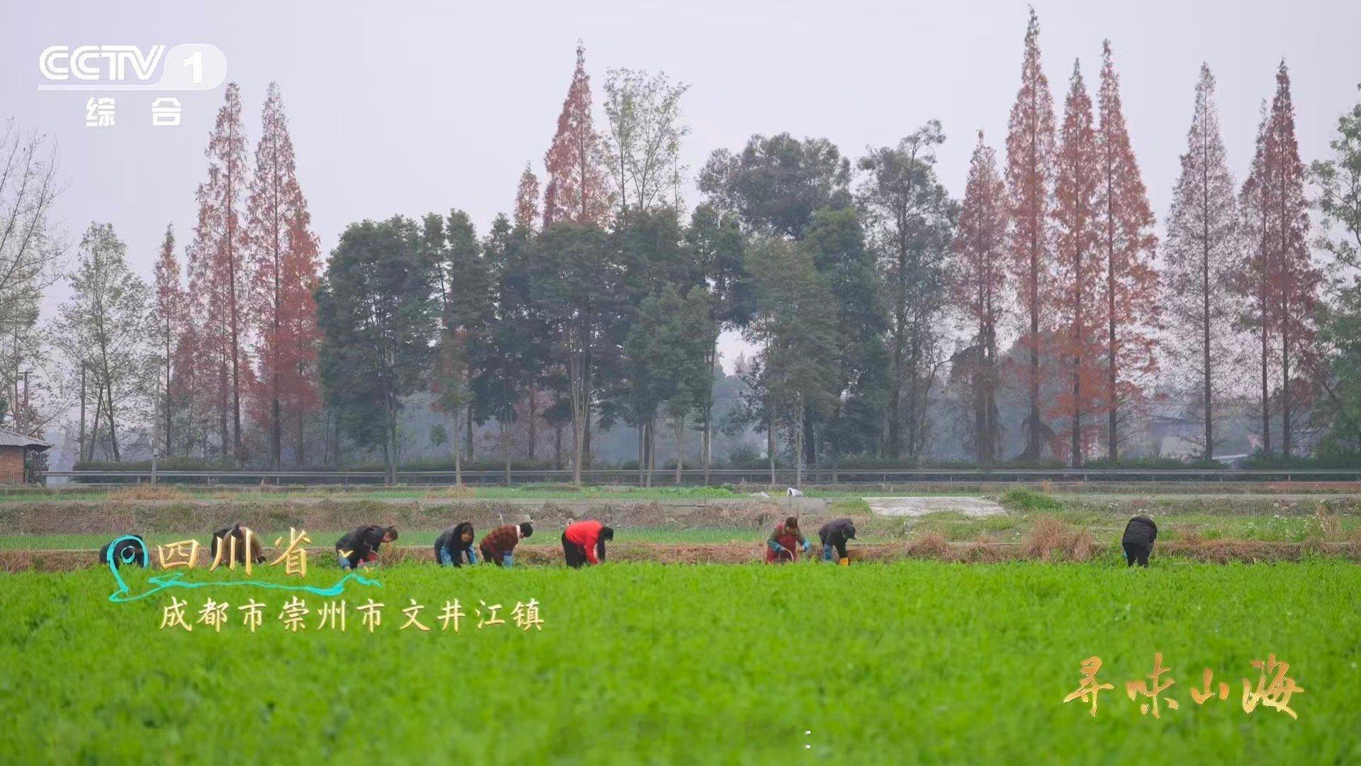 陆游因为馋豌豆尖写了首诗这就是四川省省菜吧 谁懂陆游的乡愁啊？离蜀后因馋豌豆尖专
