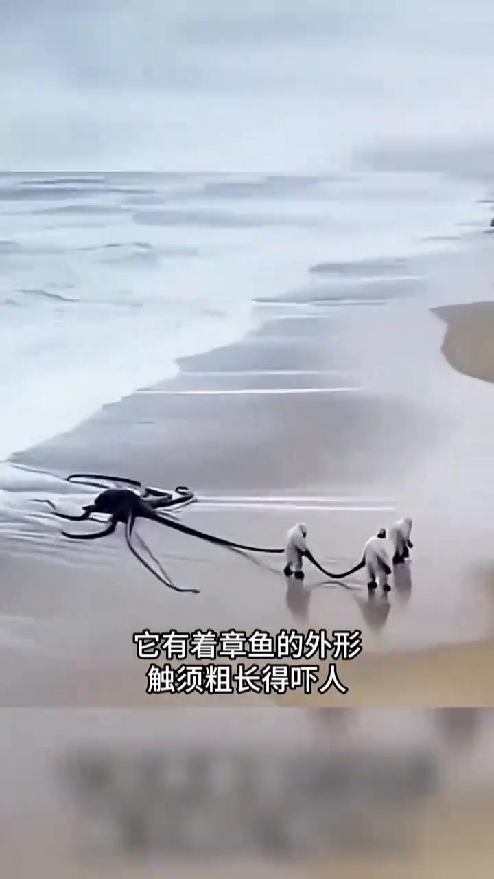 世界上真的有未知生物吗？这些画面你可能从未见过。
·在郊外的小路上有人拍到了一只