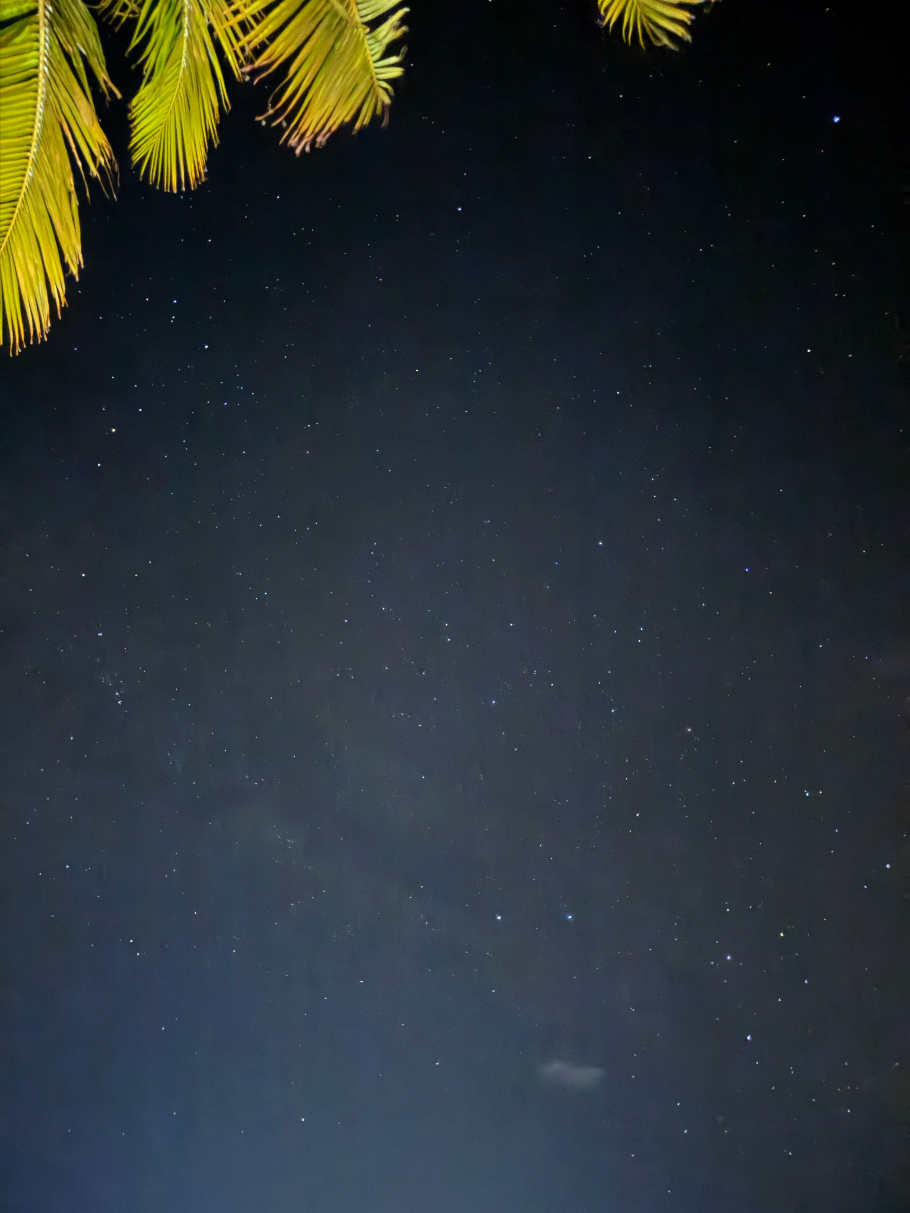 一一生活实录有奕些话想说 满天星  专栏 · 一一生活实录