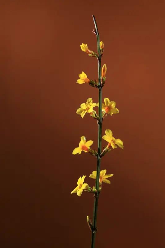 如何把昂贵的珠宝戴出低调的感觉? 把昂贵珠宝戴出低调感，有不少小妙招。
约旦王储