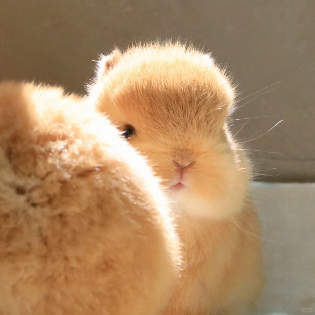 兔兔 乖巧.jpg【推：ShouldHaveRabit】 ​​​