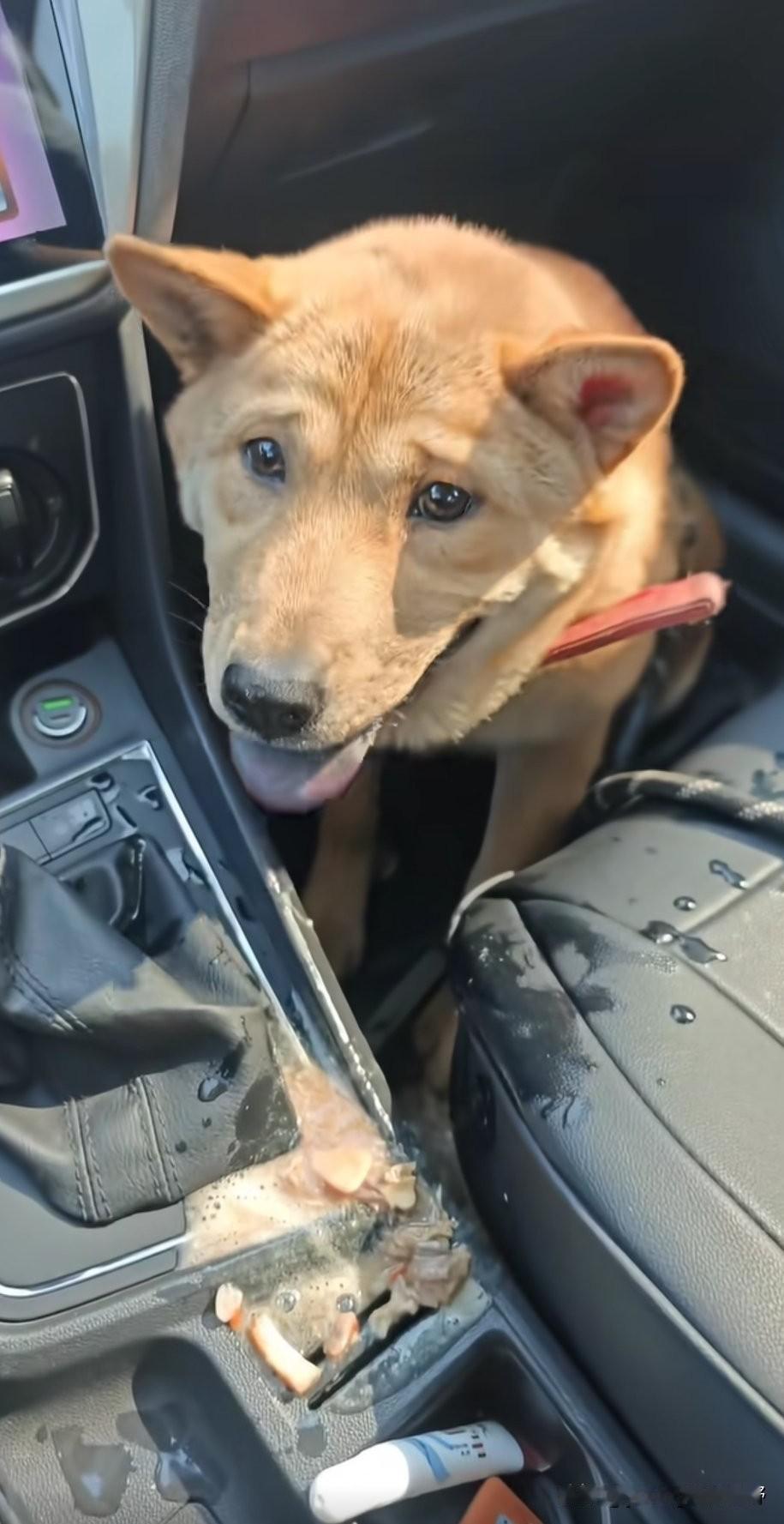 爱狗人士可以看过来，春运的路途上，辛苦的不只是人们，宠物们也是一样。图中的这只狗