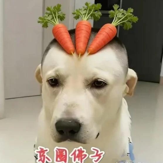 任嘉伦单扛剧实力怎么好意思吹假比的 ，自己不觉得好笑吗？还是回家吃萝卜吧 ​​​