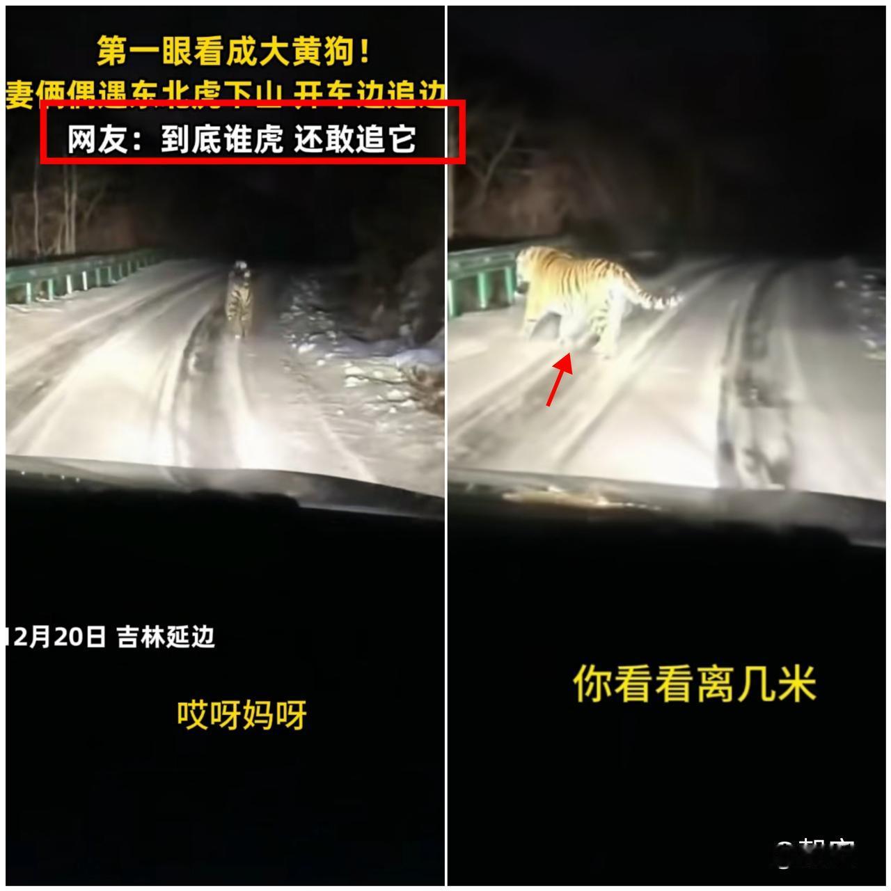 这哪是遇虎啊，

分明是生态变好给的“惊喜彩蛋”！

吉林小两口深夜进山，把东北