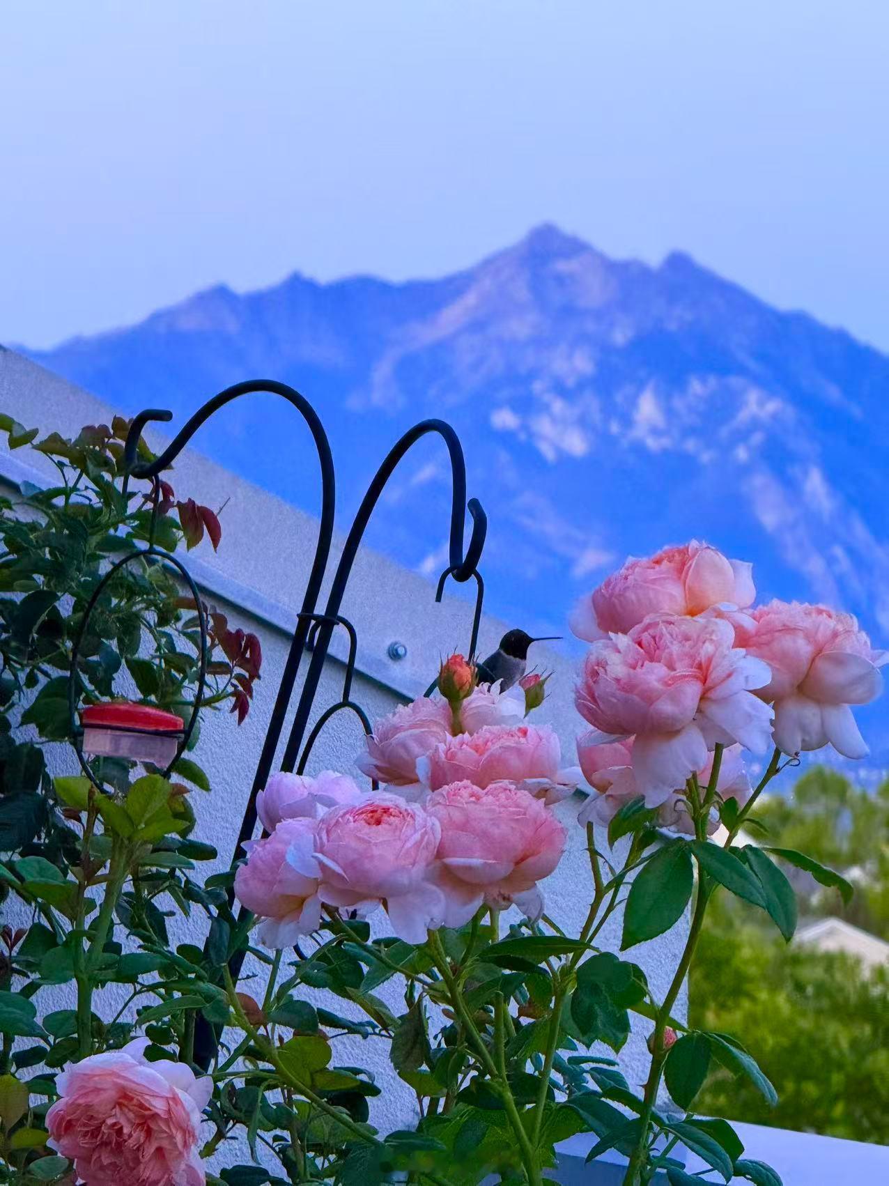 山前晴色照蕊英，花间翠羽绕芳馨。夏风不动天光寂，一缕清光入眼明。乖妈摄影本博诗 