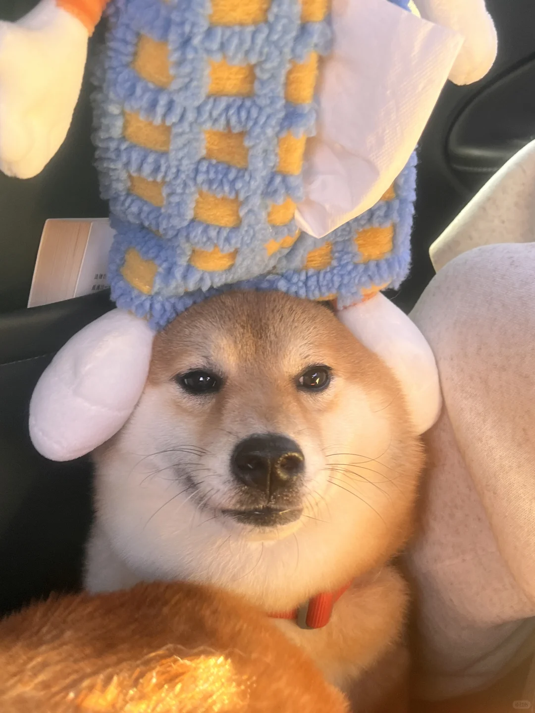 宝宝 医生说你真的该减肥了 🍞