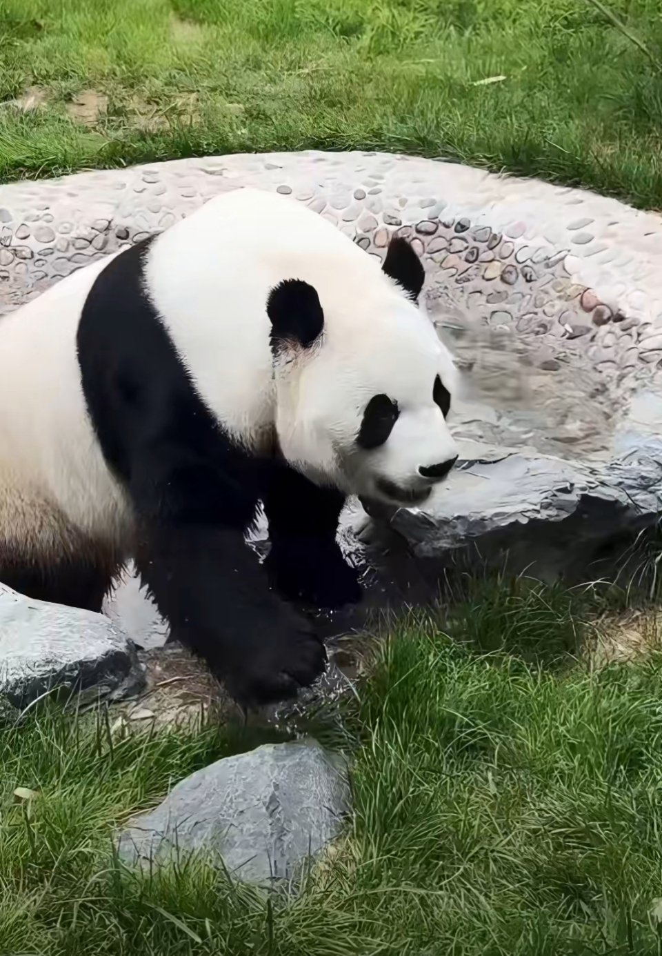 大熊猫萌兰萌兰呆萌亮相萌兰戏水笑起来太好看了么么儿大宝贝真的太漂亮啦！智商超群，