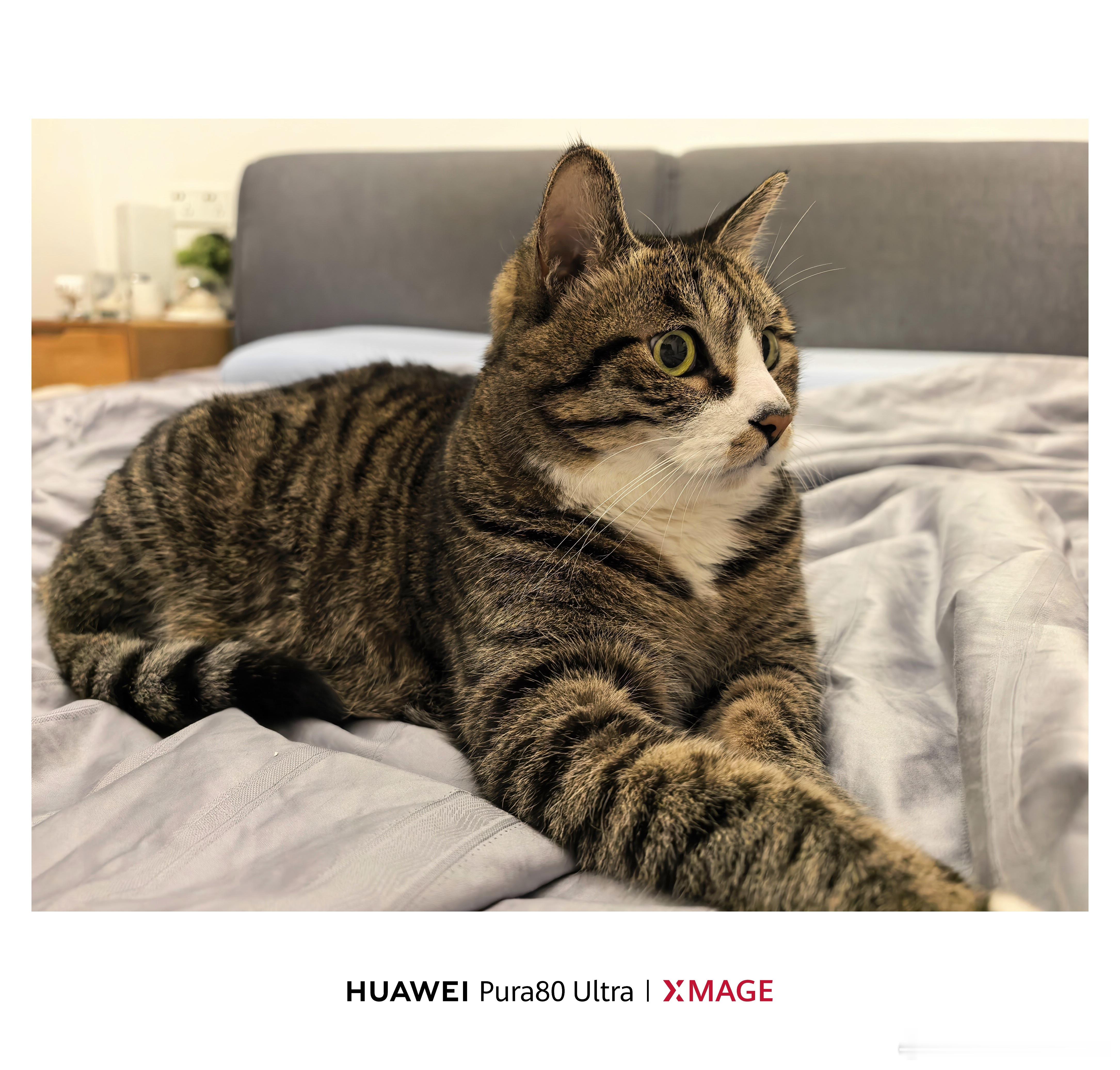 一进房间，喵悟空正趴在被子中央，表情看起来比我还震惊[白眼]等等，这到底是谁的床