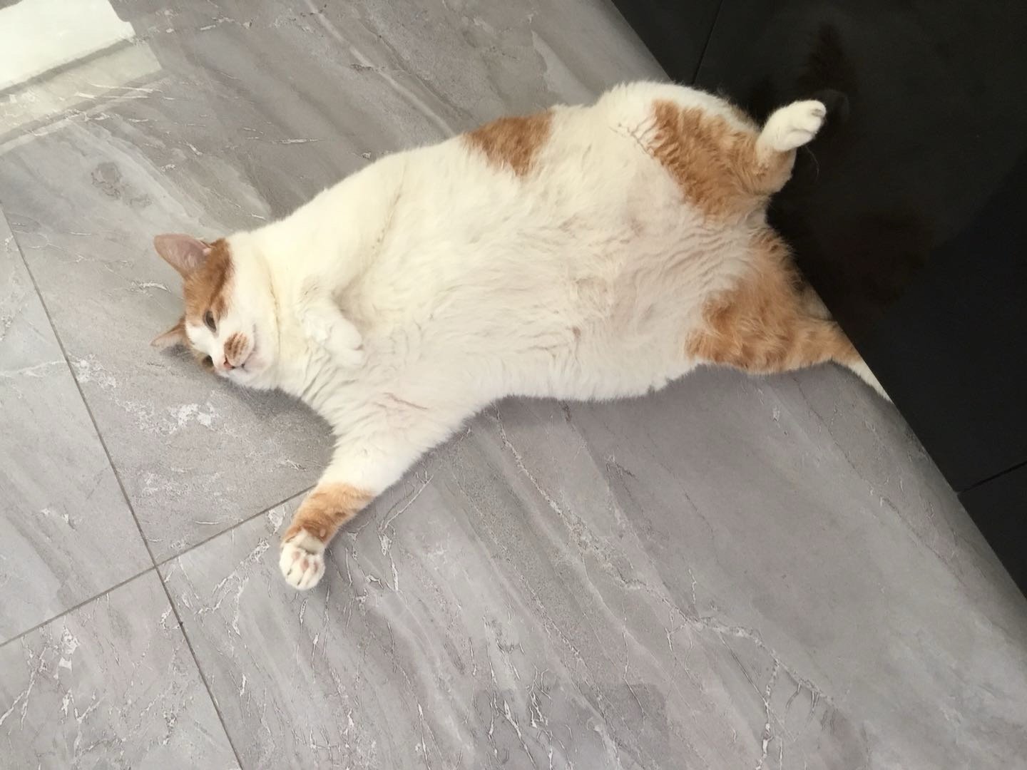 做猫真爽！！ ​​​