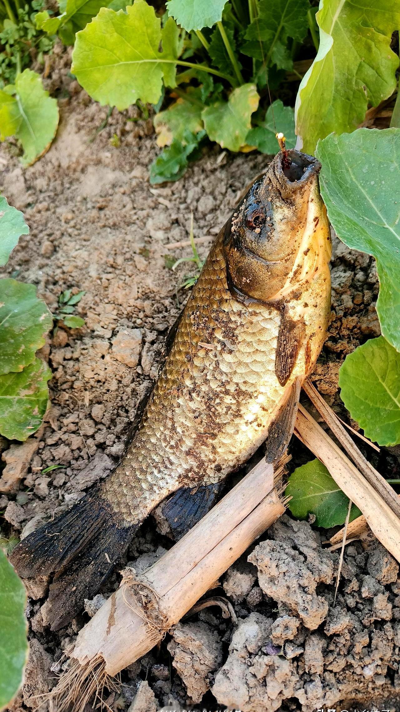 居然在密密麻麻的水花生中间挖出几个“私密小窝”，这操作简直太秀了！
 

大冬天