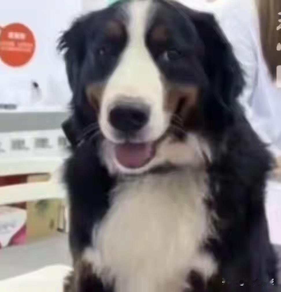 近日，一则“60万元重金寻狗”的启事在社交平台引发广泛关注。现代快报记者了解到，