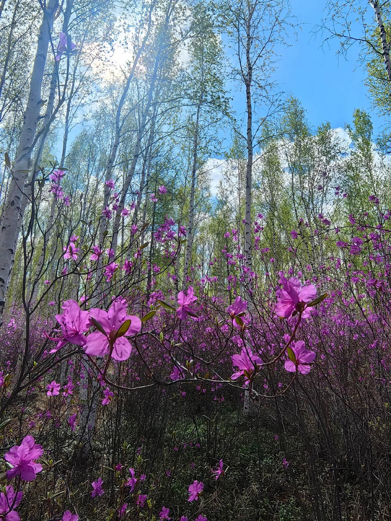 再看一眼
静止的白桦林和杜鹃花🫶✌