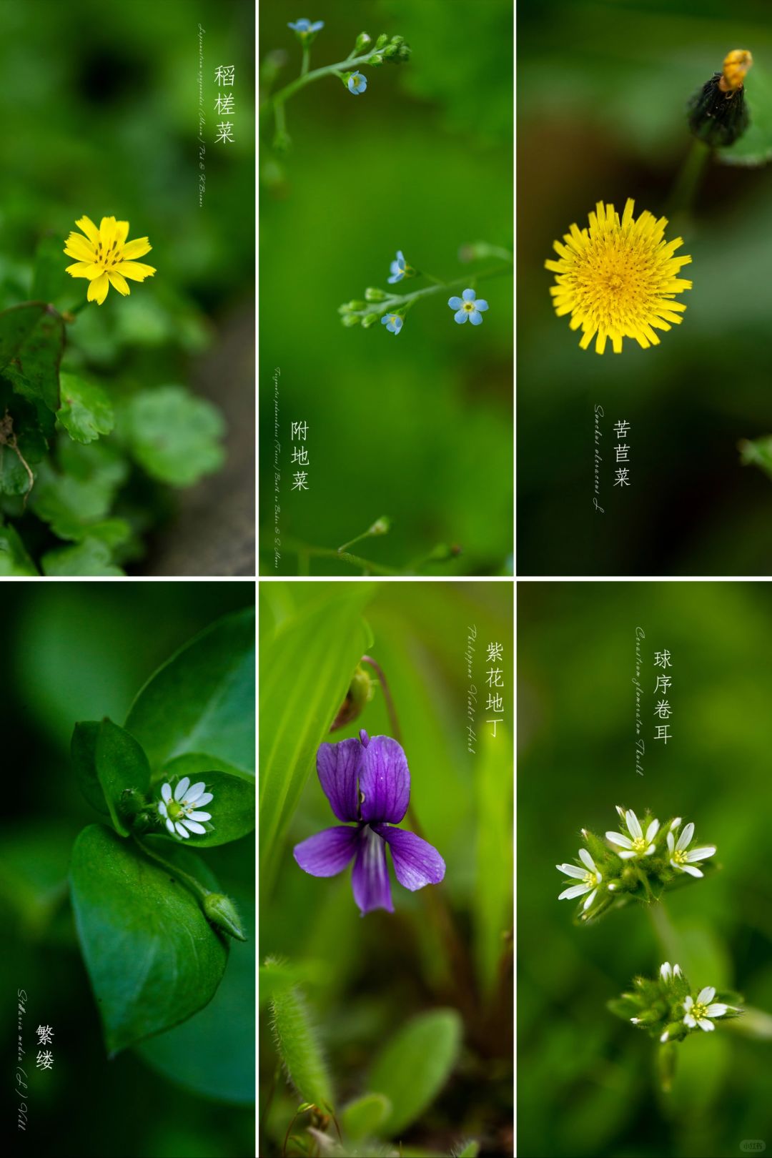 镜头下的春天|早春野花集（2）