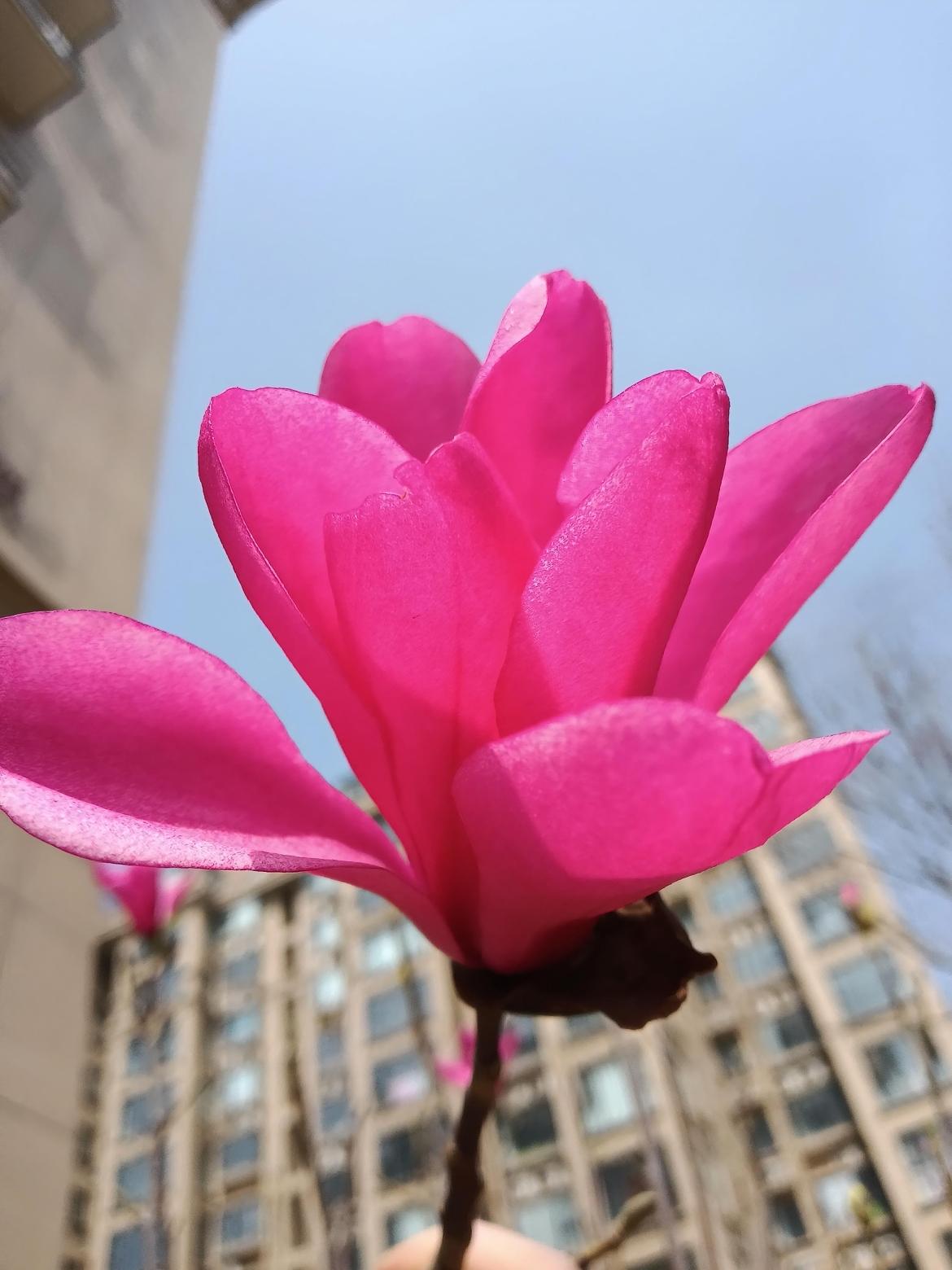 春日顶流！粉色玉兰，把温柔开到极致
 
春风一拂，枝头便绽满粉色玉兰，不与百花争