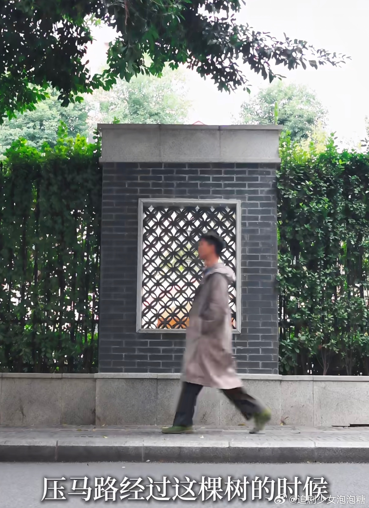 成都网友给一棵大树颁奖马路上第一棵被颁奖的大树诞生了 成都人的温柔藏在街头，记住