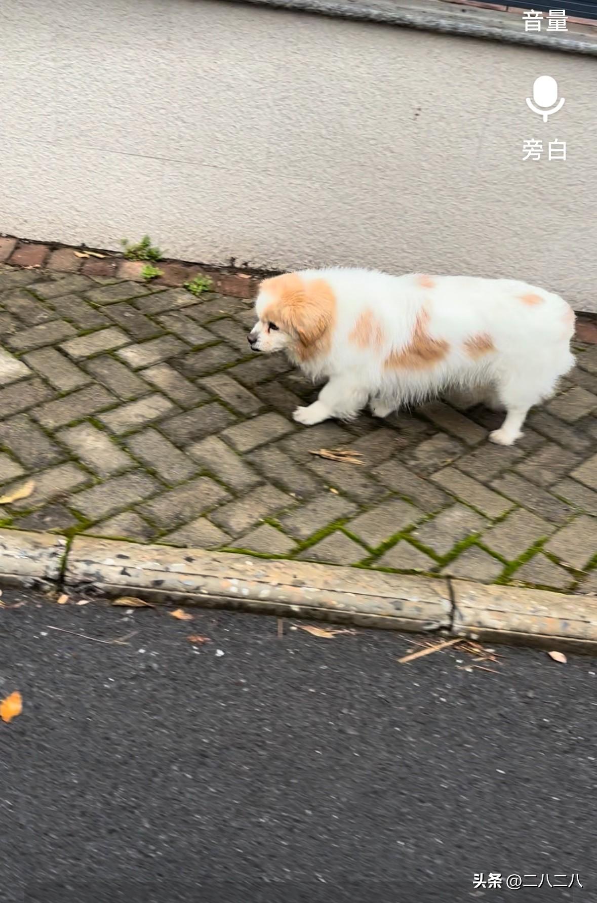 我家小狗十八岁
耳不聋，眼不花，自己上下六楼，有人问，你给它吃些什么？

小狗在