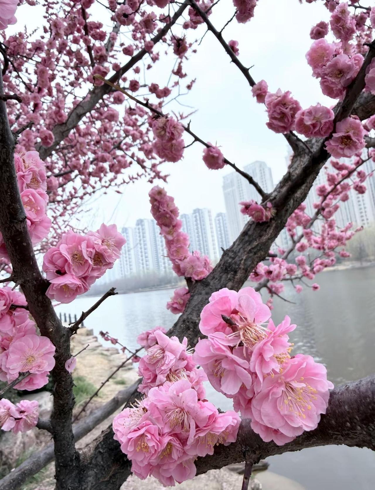 平安 是顶级的富贵局别嫌日子沉闷那不是平庸 是岁月静好一花一草一世界