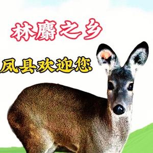 凤县涛哥林麝养殖日记