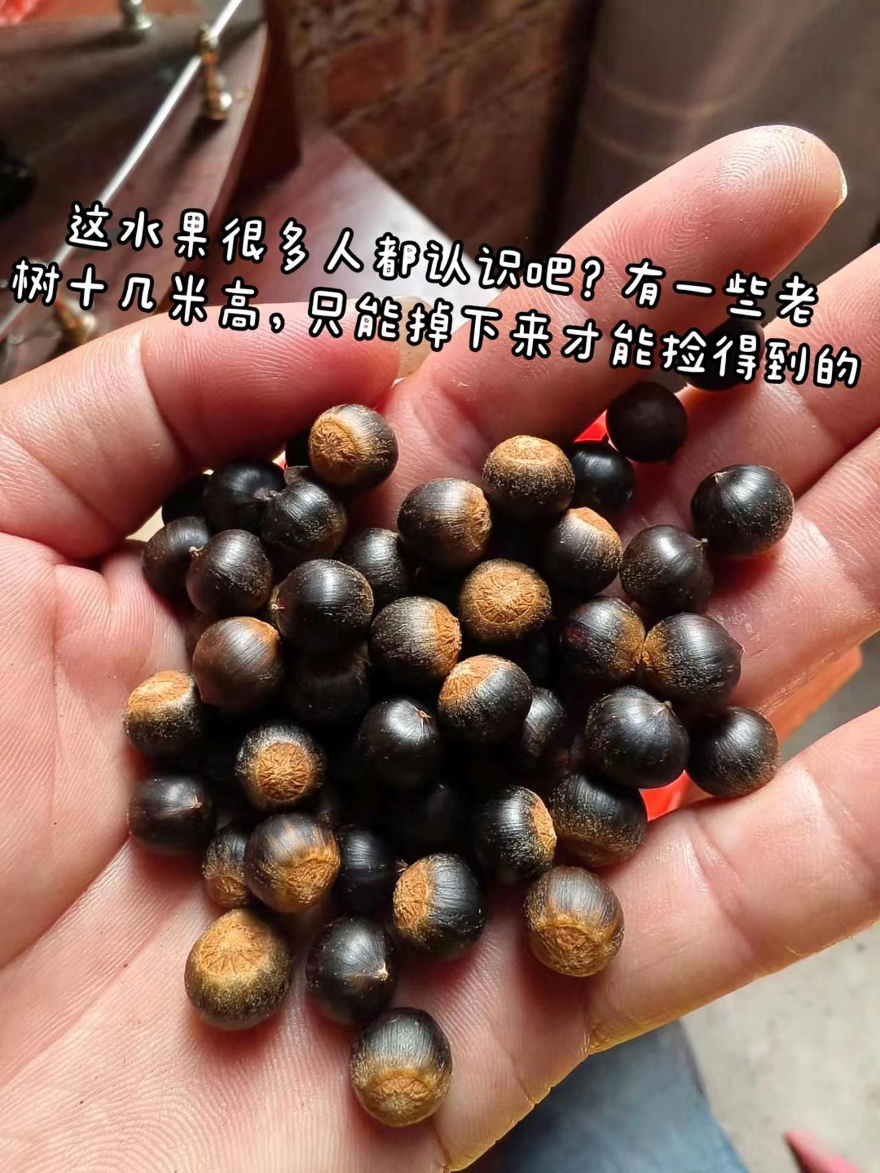 这种果子一般人还真的不认识，也没吃过，主要的是在南方才有。老树一般都达到几十米高