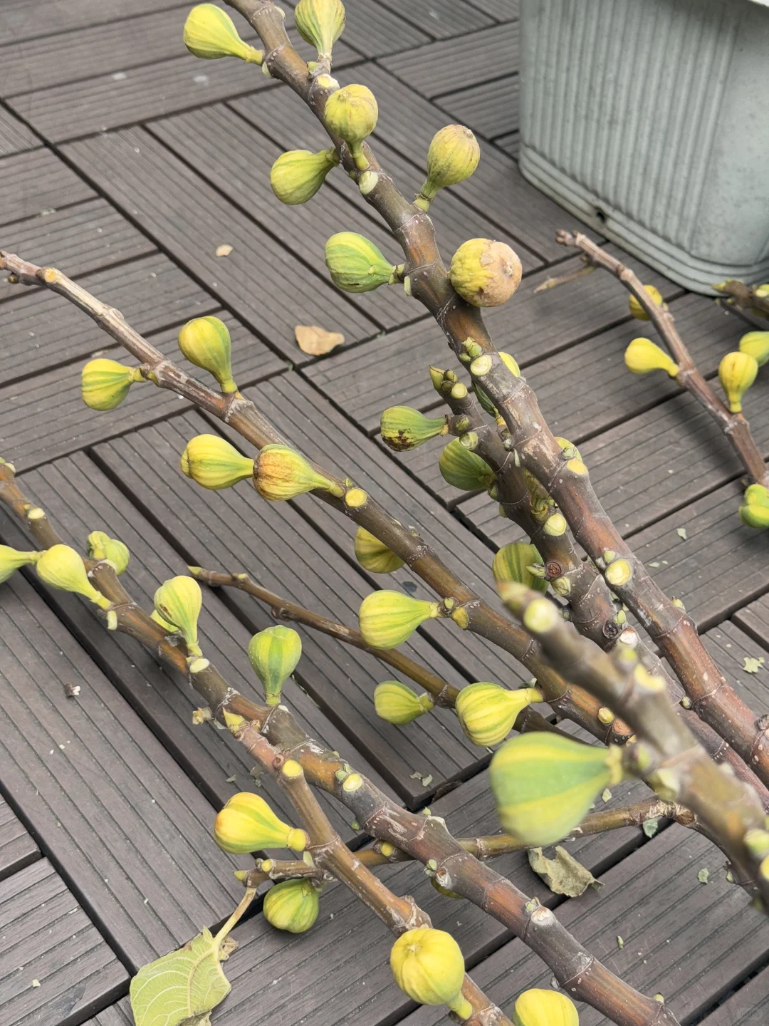 冬天来了，无花果还没熟