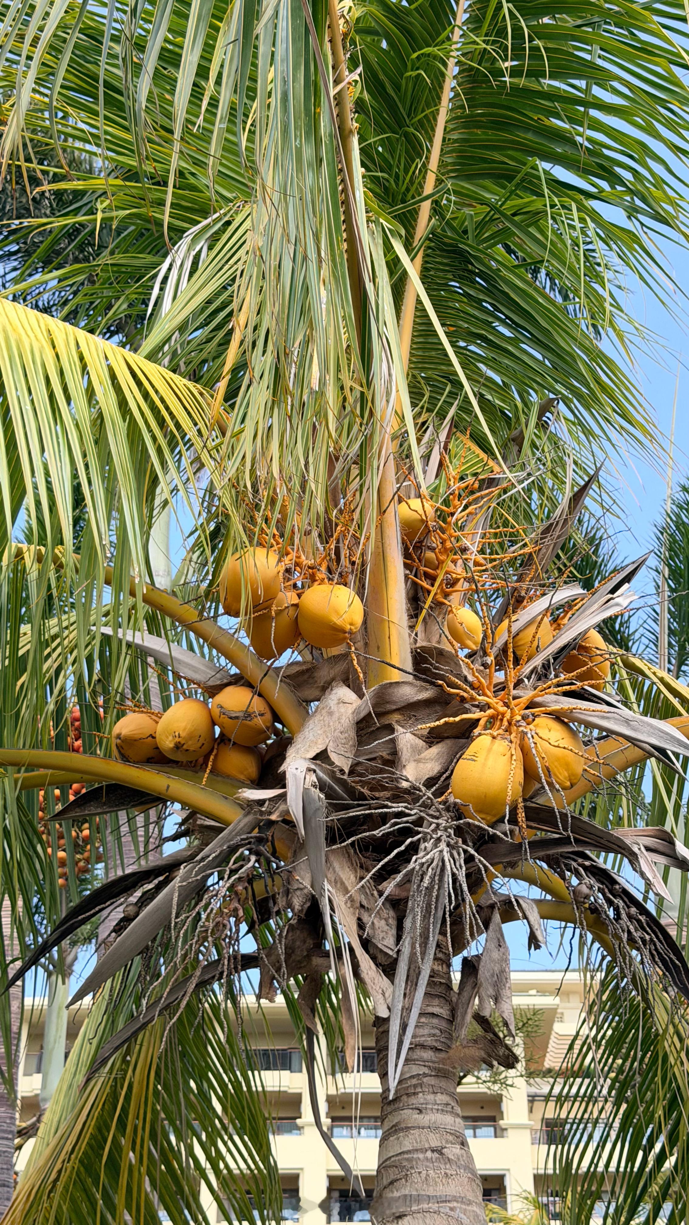 早，吃椰子吗？新鲜的 
