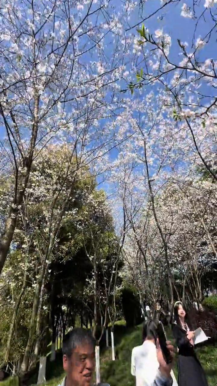 重庆园博园樱花开了。
三月十号，重庆出太阳的天空好蓝好美，花开了。园博园的樱花全