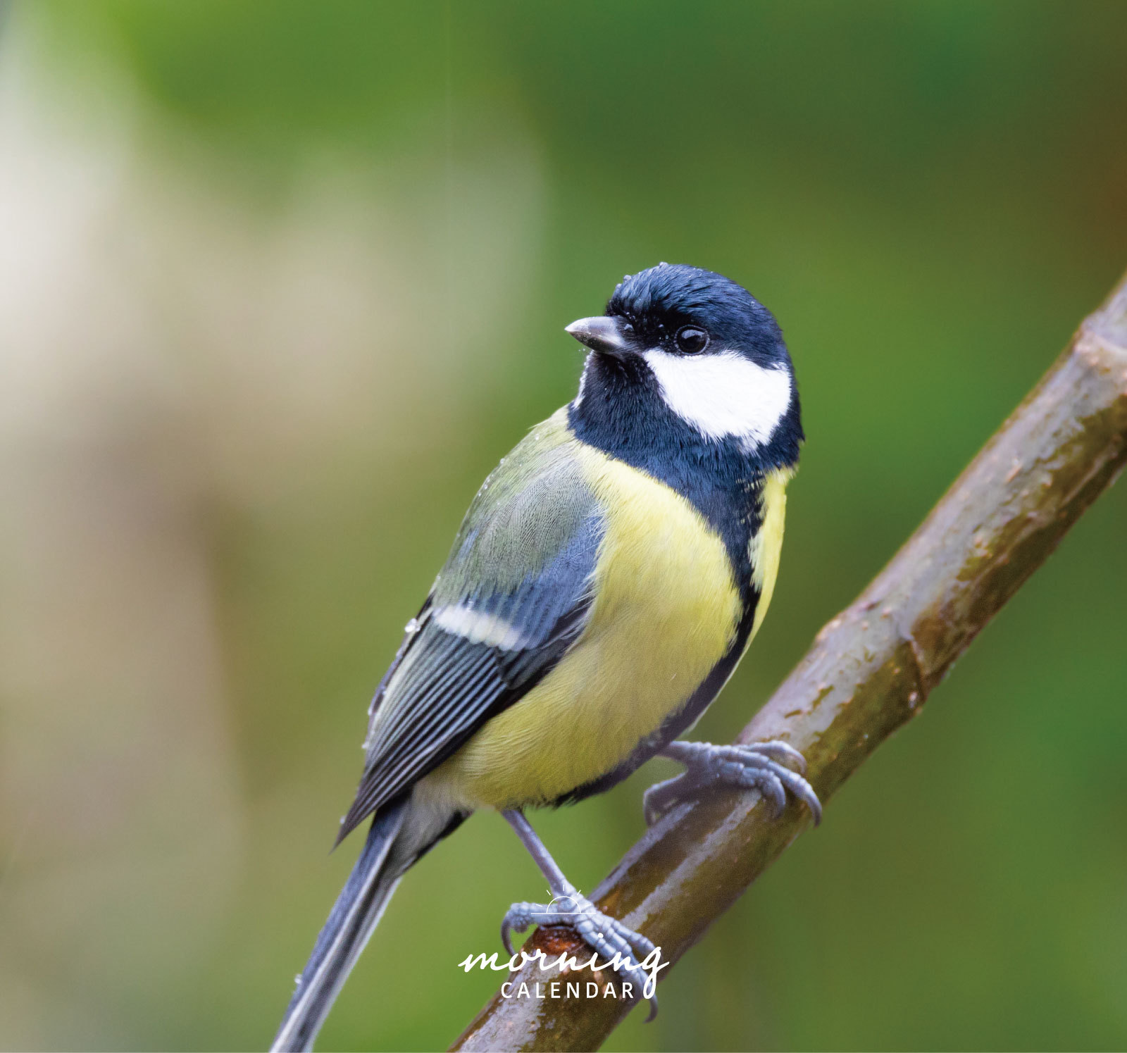 日语四十雀（シジュウカラ） 日本常见的是    Parus cinereus m