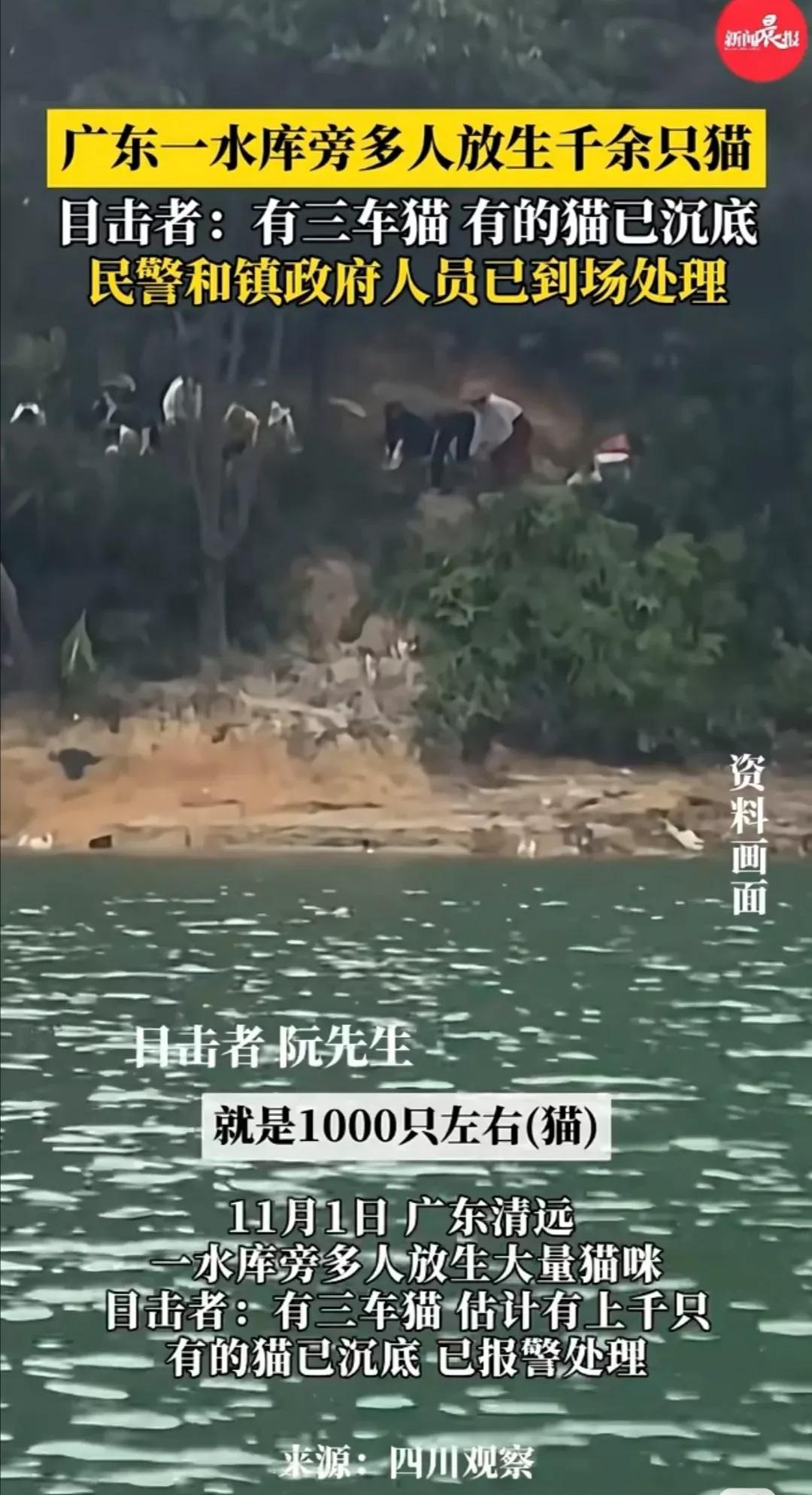 1000多只猫在水库放生，
放生者疑似被找到！

把猫放生在水库，还是水源地，这