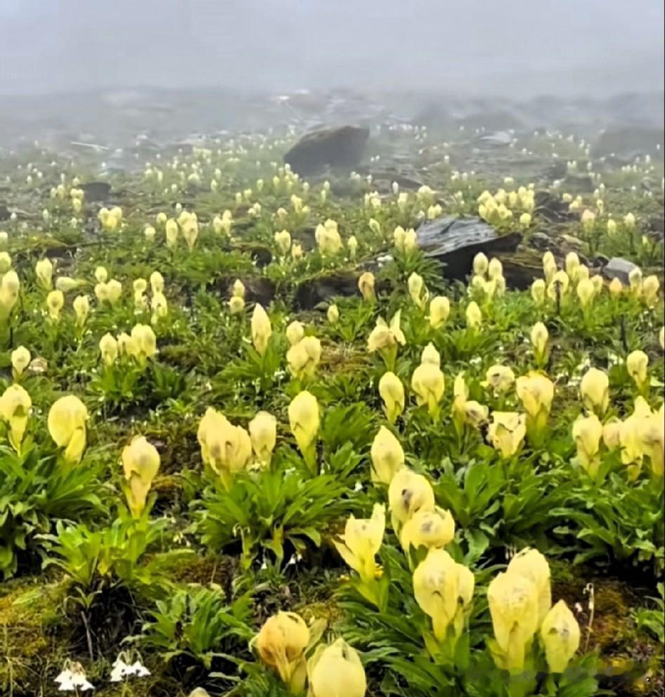 苞叶雪莲又开了！

在喜马拉雅山攀登过程中，一名男子在4800米发现一大片苞叶雪
