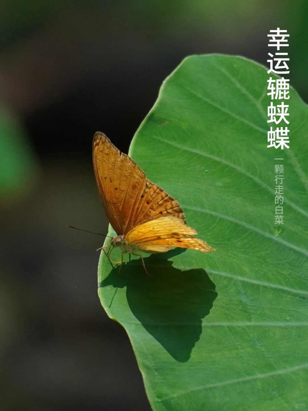 上山给大家找幸运去了，蝴蝶新纪录get