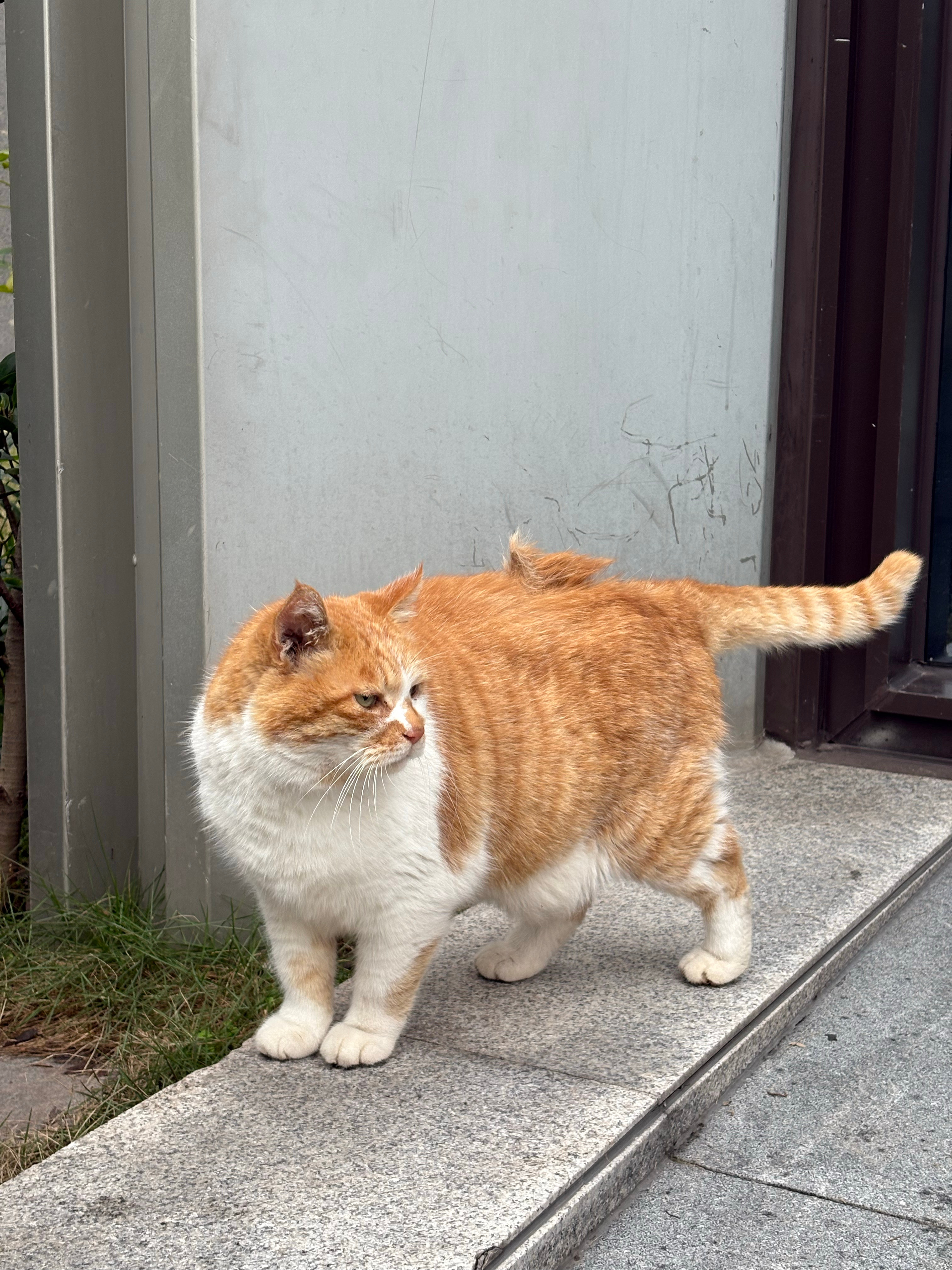 剑齿虎•短真不是浪得虚名短短日常吸猫野生喵年度高萌瞬间