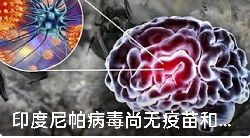 中国还未发现疫情，普通人该如何防范？
        这两天印度尼帕病毒闹得沸沸