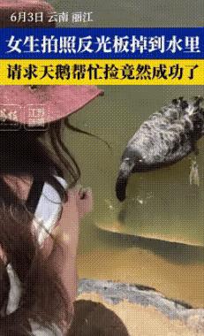 云南丽江，几个女生在湖边拍照时，不慎将反光镜掉入水中，就在这时，一只路过的天鹅被
