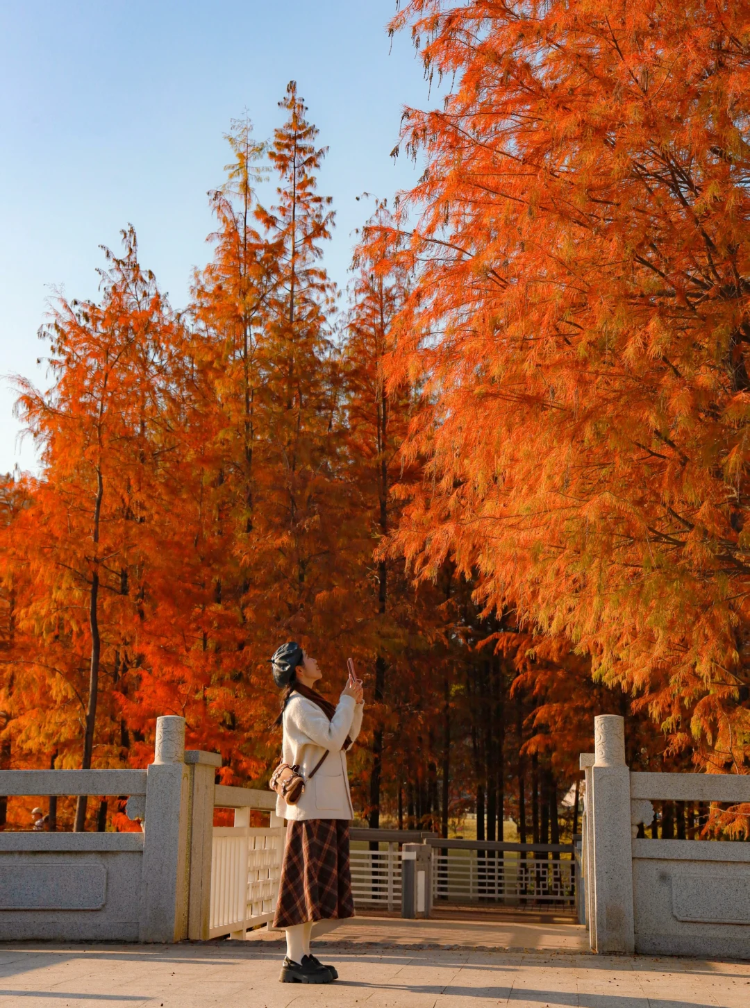 广州这大片落羽杉超红‼️地铁直达🚇1.4实拍