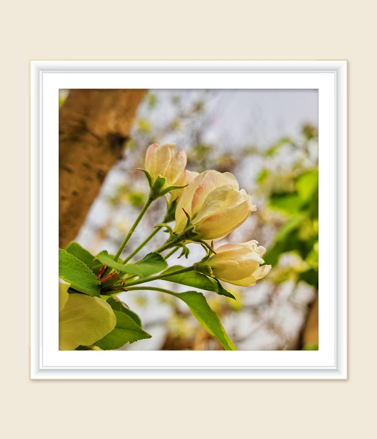 公园随拍花花草草4月海棠花