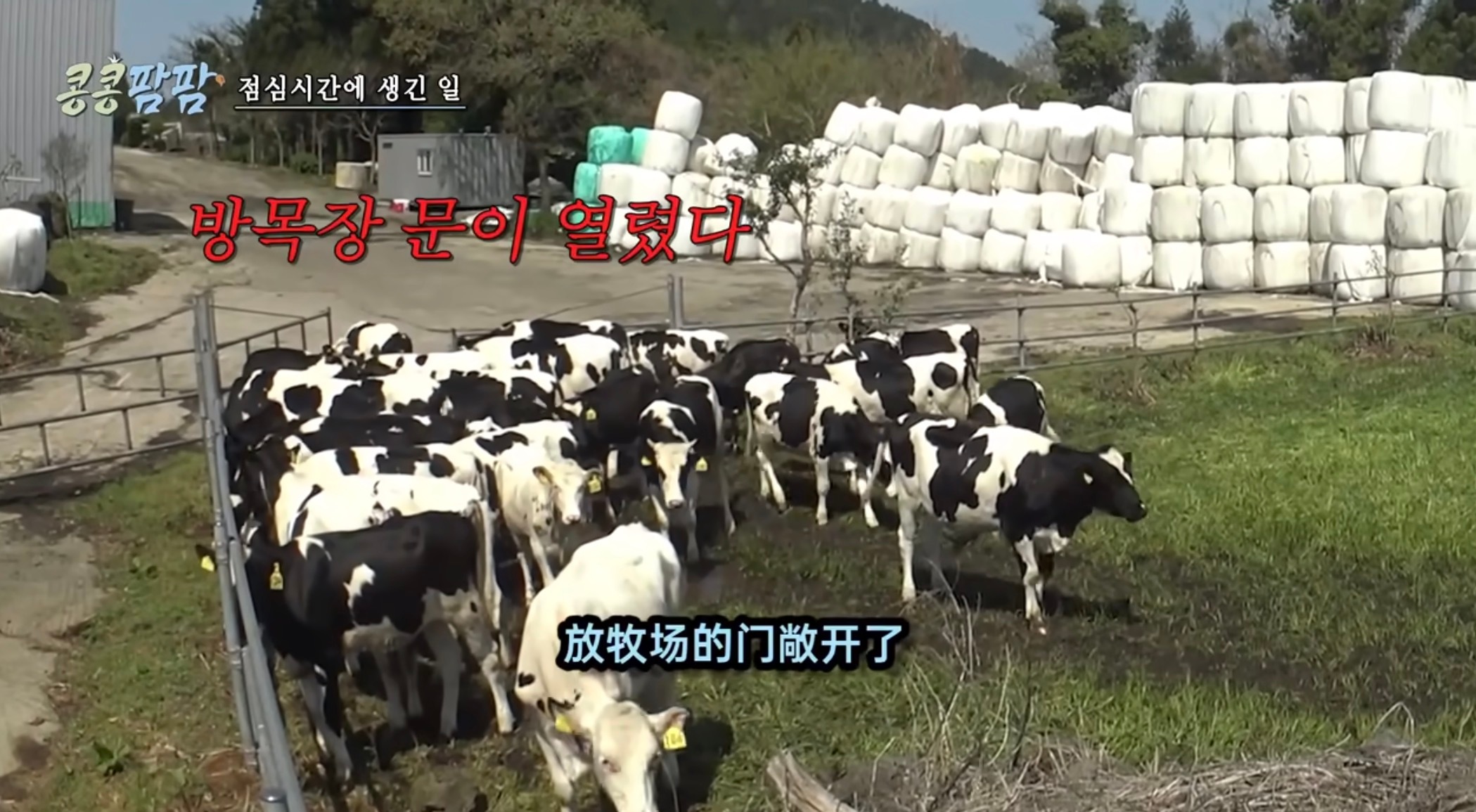 豆豆农场一群乳牛也能把我逗笑太有趣了好可爱😂😂🐄 