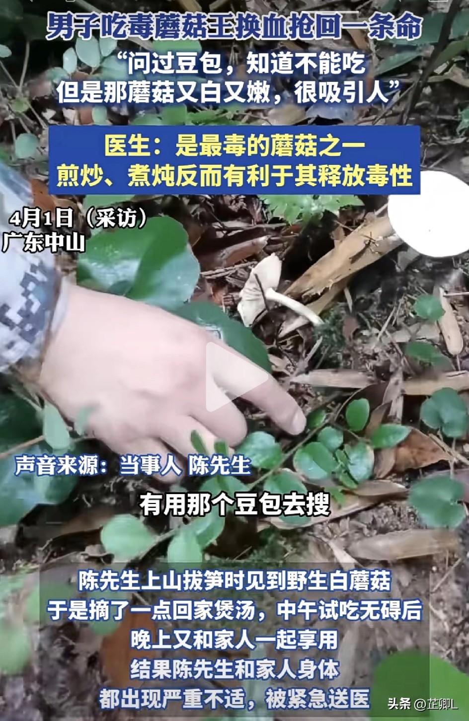 AI都劝不住！广东男子明知是毒蘑菇，还煲汤给全家喝，结果悲剧了：三次换血才抢回了