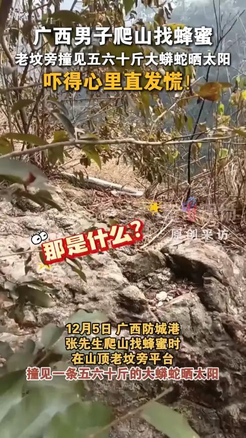 广西城防港一农民上山寻蜜偶巨蟒晒太阳

真是吓破胆！广西城防港有位老哥上山寻蜜，