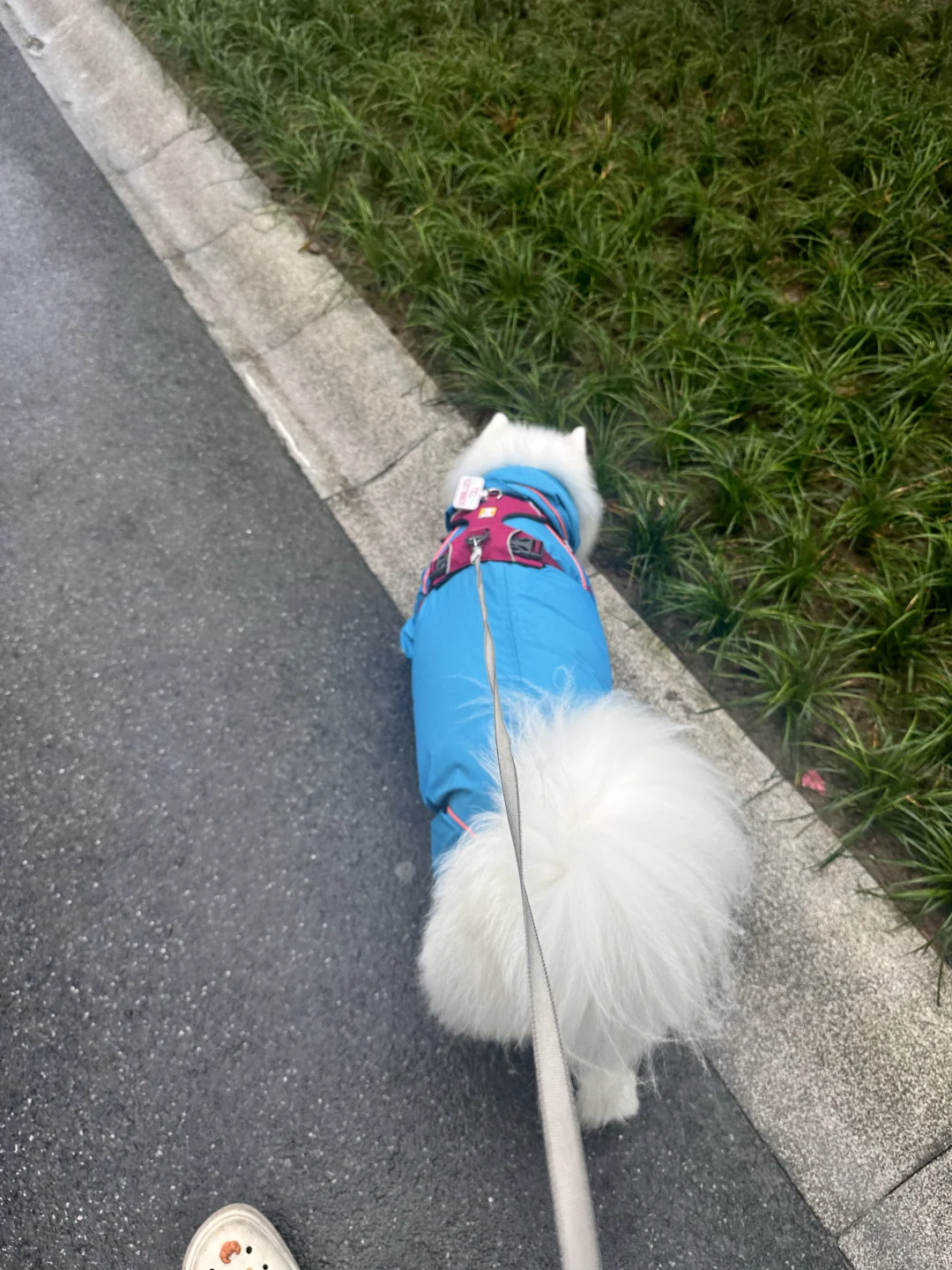刮风下雨我们是坚强的遛狗人