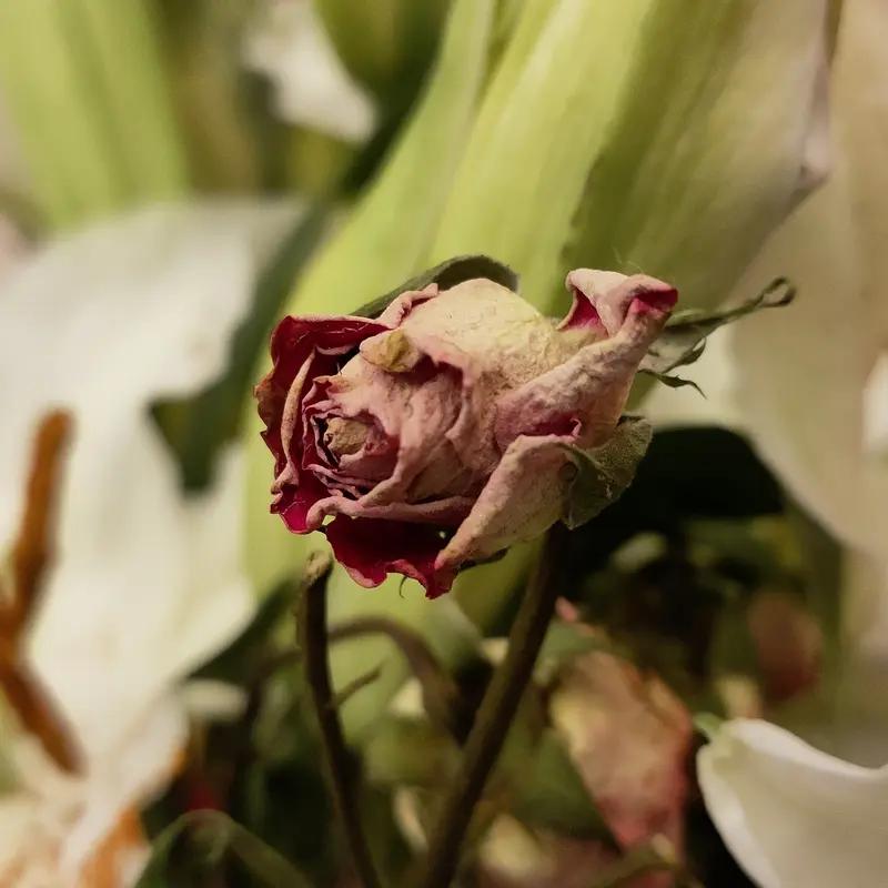 说女人太强势注定悲哀一生，这观点有点绝对。我见过一个强势的女人，做事以自我为中心