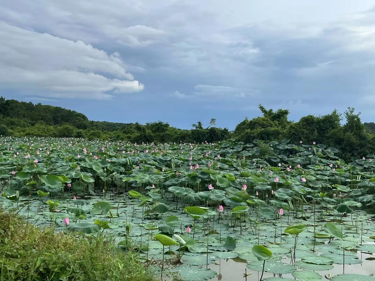 周末回老家啦！粉嫩荷塘，夏日清凉，漫步花海，心旷神怡。荷池美景