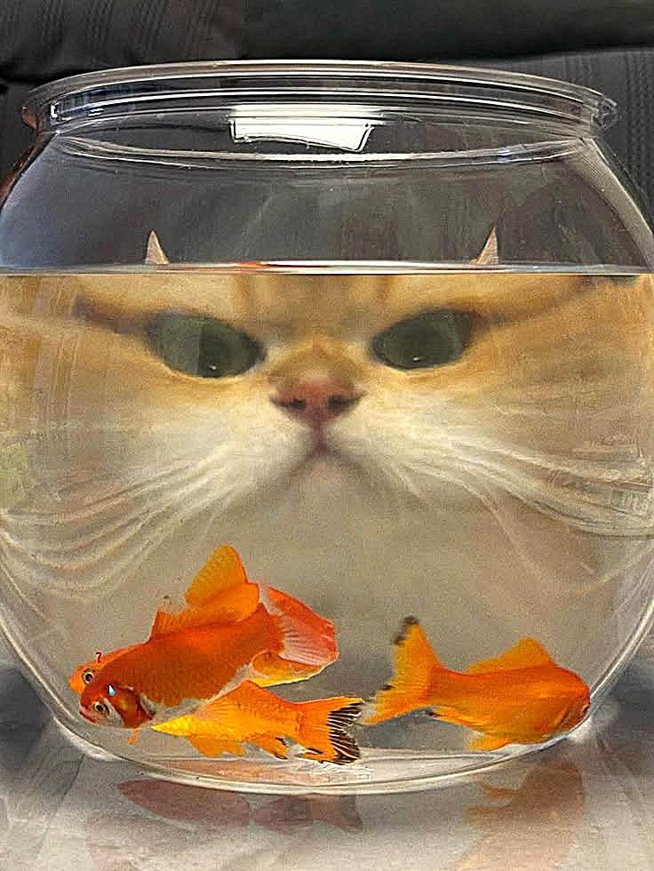 🐈 🐟 