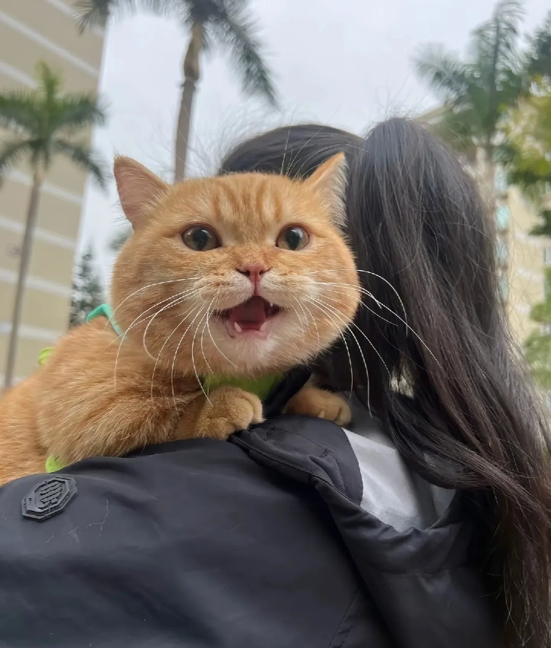 小橘猫：别碰我 我可凶了 ​​​