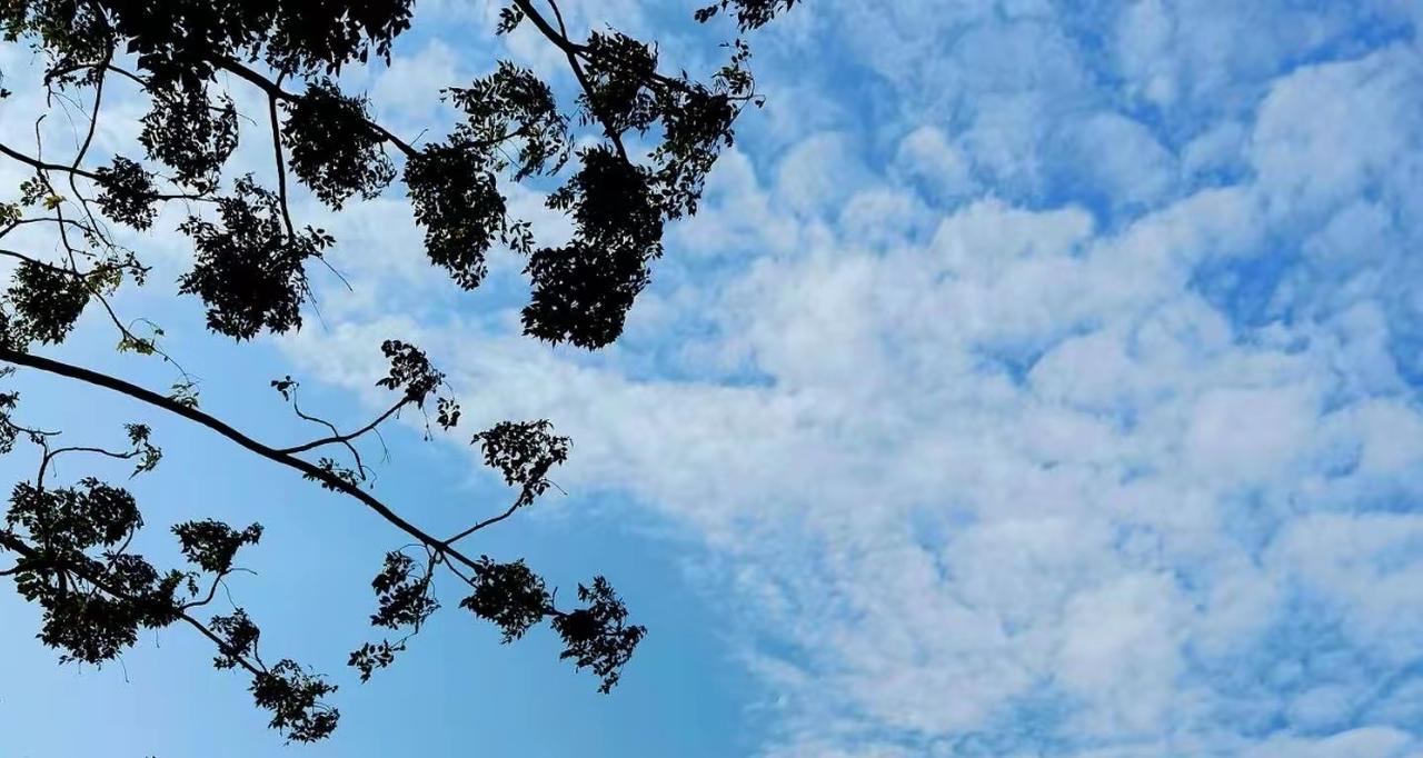 树叶和天空的对话