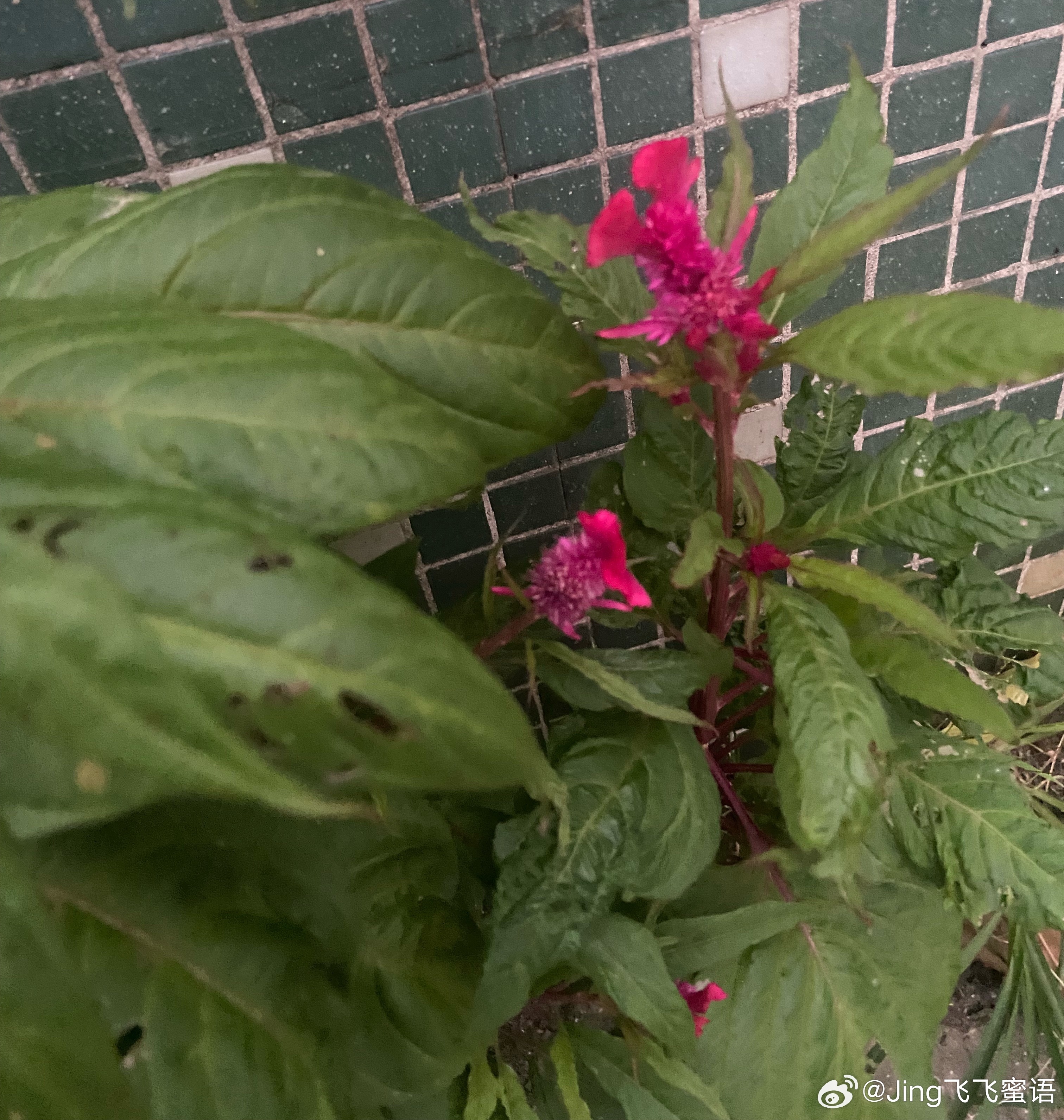 生活的美好，藏在每一个平凡的清晨里。一杯热茶，一句问候，一抹微笑，都是岁月馈赠的