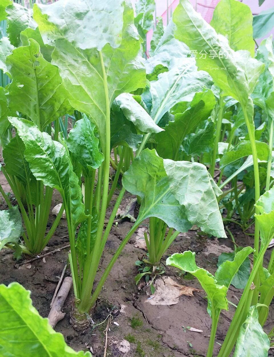 根达菜、根瘩菜
小时候，家里的菜园里总会种一畦根达菜
根达菜极易成活而且高产
叶