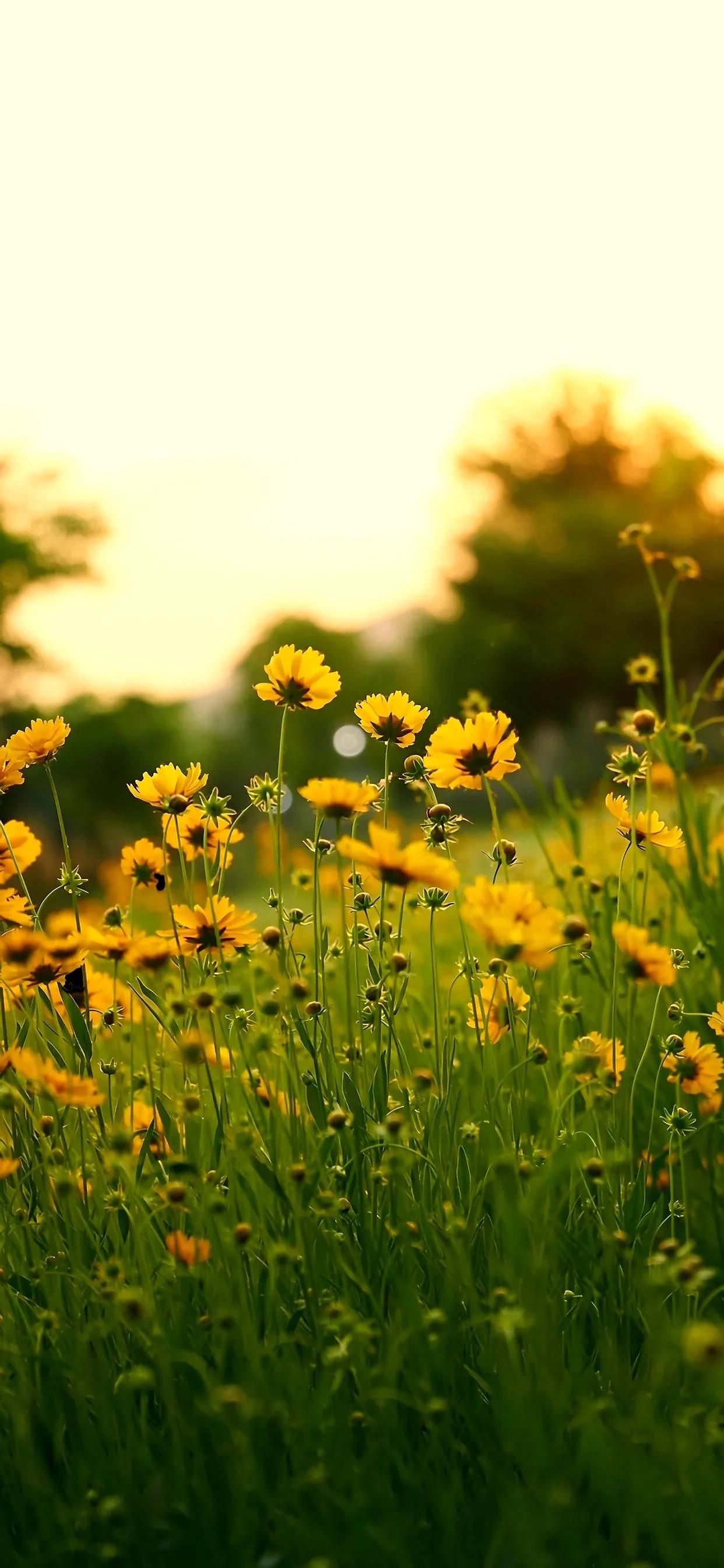 我们老是说修心，修心先把肾修好。先把亏的东西全部补回来，才能谈修心。什么叫亏，什